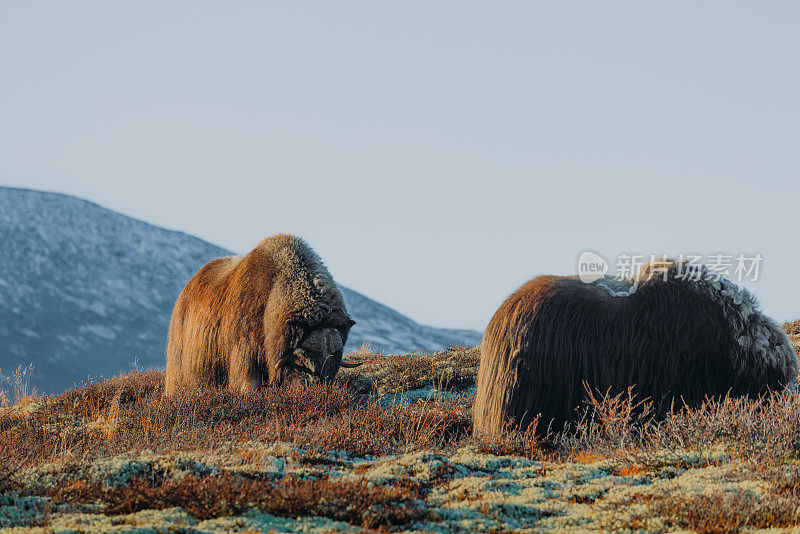 在挪威的Dovrefjell-Sunndalsfjella国家公园，一只麝牛(Ovibos Moschatus)在阳光明媚的秋日里在广阔的山间搏斗